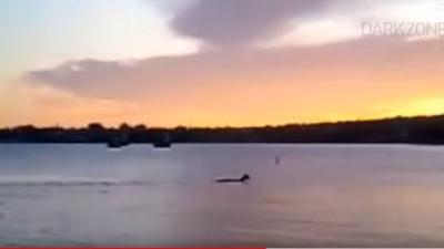 Monster Loch Ness, mogelijk, reuzenpaling