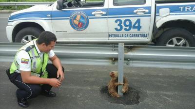 Bange luiaard gered op snelweg - Blik op Nieuws