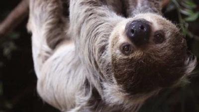 Luiaard drachtig in DierenPark Amersfoort