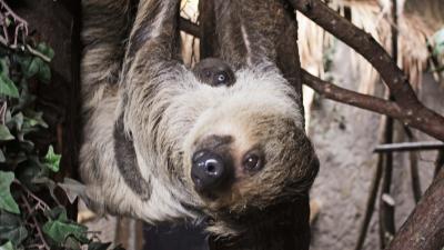 Luiaard geboren in DierenPark Amersfoort