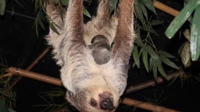 Luiaardjong geboren in DierenPark Amersfoort