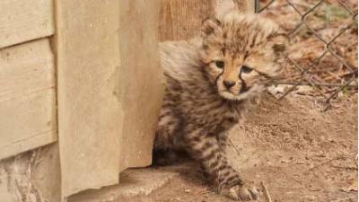 Pasgeboren vijfling jachtluipaardjes voor het eerst naar buiten