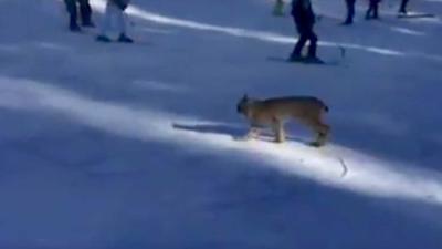 Kijk links een lynx op de skipiste!