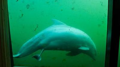 Foto van bevalling dolfijn | Dolfinarium