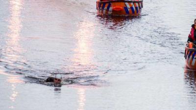 Elfstedenzwemtocht gaan niet door recreanten, wel voor Maarten