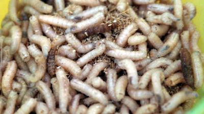 Eten we binnenkort gebak met vliegenvet in plaats van boter?