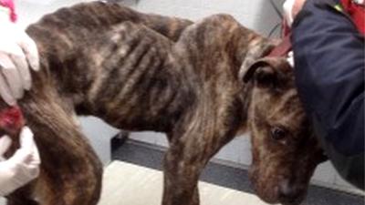 Onderzoek toont aan dat er geen stereotype dierenmishandelaar is 