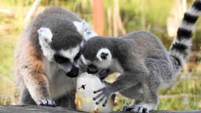 IJskoude zomer voor dieren in DierenPark Amersfoort