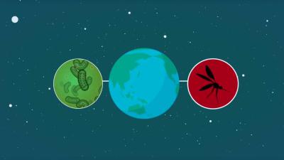 LUMC gaat malariavaccin op gezonde mensen testen