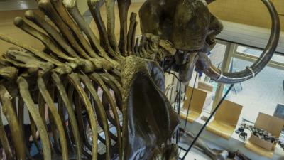 Nederlandse mammoet onder de hamer