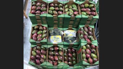 Tussen mango's verstopte partij van 1500 kilo cocaïne onderschept 