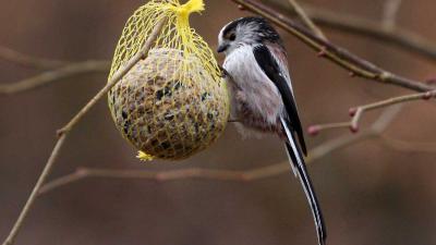 Graspieper meest geteld op landelijke Vogelteldag