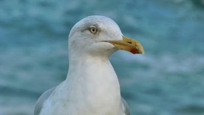 afschieten meeuwen zinloos