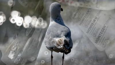 meeuw-zee-medicijnen