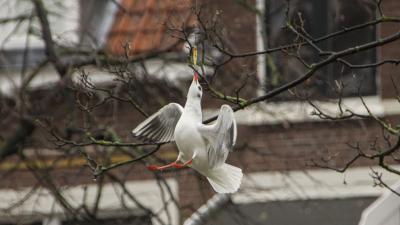 In Schiedam heeft een meeuw het zichzelf knap lastig gemaakt. 