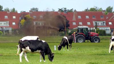 fosfaatreductie-melkveehouderij-koe-weiland-mest