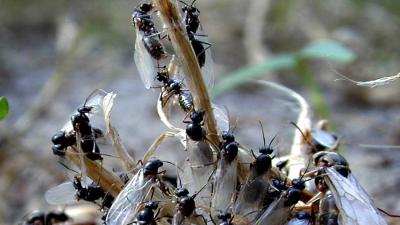 Bijtende terror-mier rukt op in Nederland