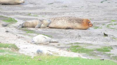 Zeehondenpups hebben behoefte aan rust, geen opvang 