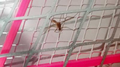 mug-elektrisch-mepper