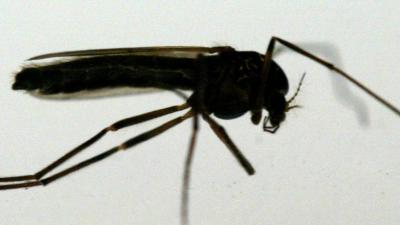 groot onderzoek, ziekten, muggen