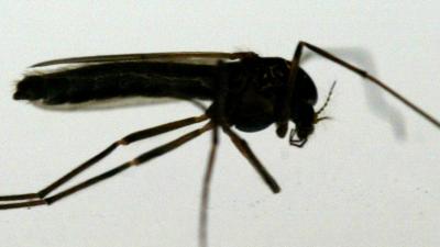Nieuwe therapie doodt malariamuggen en -parasieten