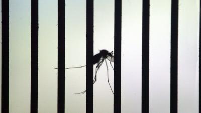 Noodstoestand afgekondigd om Zika virus