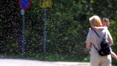 Inwoners Stavoren 'belaagd' door grote hoeveelheden muggen - Blik op nieuws