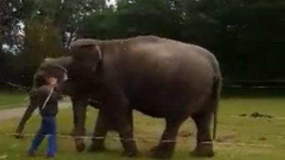 Olifant krijgt flinke klappen met stok van medewerker circus