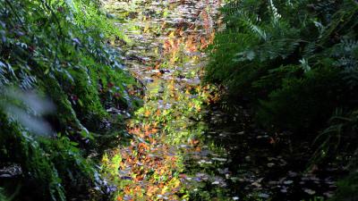 natuur-water-bladeren