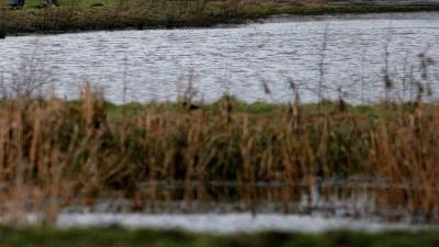 Dronevlieger vrijgesproken van opzettelijk veroorzaken dierenonrust Oostvaardersplassen