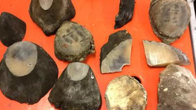 Douane onderschept delen neushoornhoorn op Schiphol