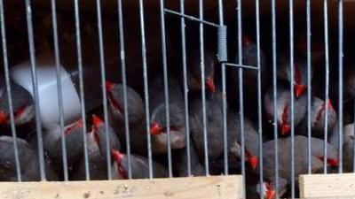 NVWA neemt ruim 1.000 vogels in beslag