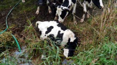 Veel verwaarloosde dieren aangetroffen bij melkveehouder in Noord-Brabant