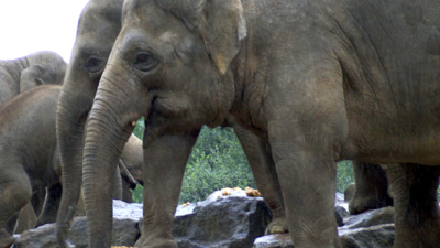 Dijksma wil internationaal verbod trofeeënjacht 