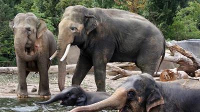 Recordaantal bezoekers in ARTIS