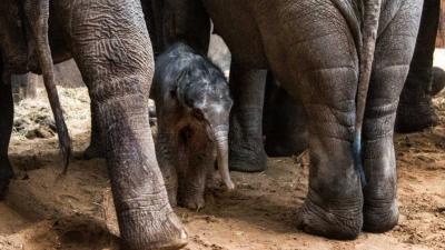 Olifantje zaterdagavond snel geboren in DierenPark Amersfoort  