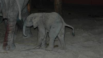 Iedereen wil Madiba en de ijsbeertjes zien in Safaripark Beekse Bergen