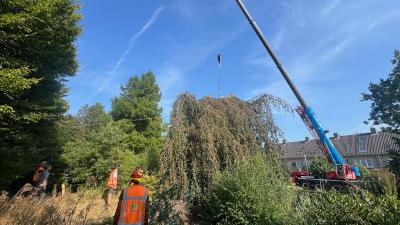 Omgevallen boom weer rechtgezet 