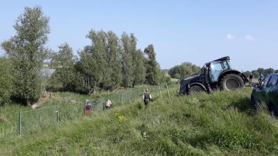 Twee van de drie doodgeschoten herten waren drachtig