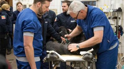 Sterilisatie chimpansee op leeftijd weer ongedaan gemaakt