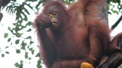 Oudste bewoner Apenheul Silvia (52) overleden