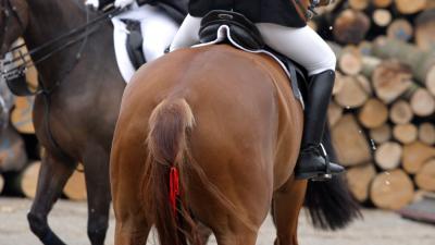 Belgische amazone overleden na val door weigerend paard