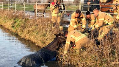 Brandweer redt paard uit de sloot