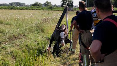 Brandweer takelt paard uit de sloot