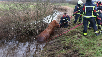 Paard na drie dagen onderkoeld in sloot aangetroffen