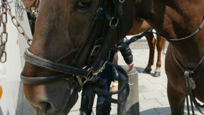 Paard komt om bij aanrijding, bestuurder auto rijdt door