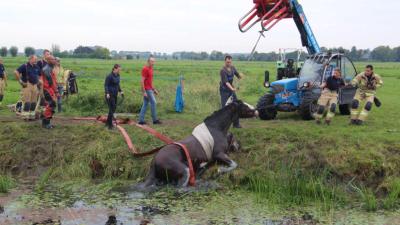 Brandweer redt paard uit de sloot in Schiedam