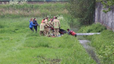 Paard te water in Schiedam