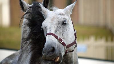 61 paarden mishandeld door mogelijk paardenmishandelaar​ 