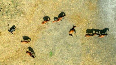 paardenmishandelaar, dierenleed